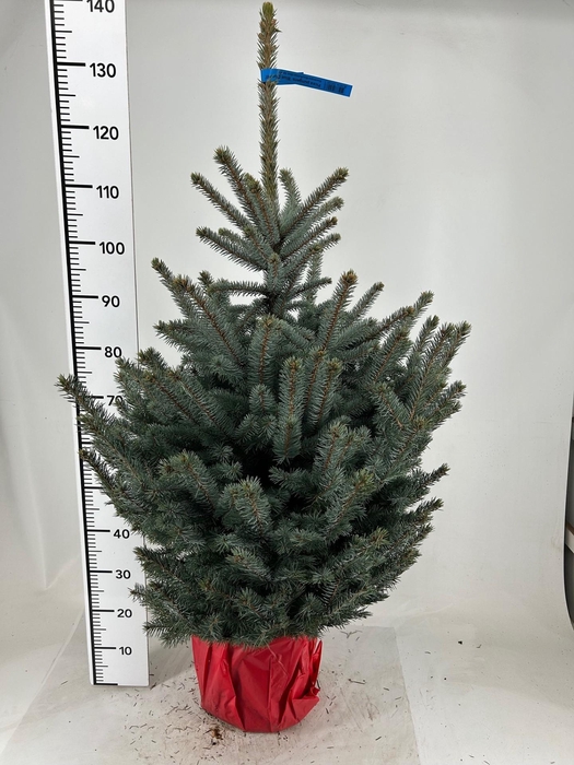 <h4>PICEA PU SUPER BLUE</h4>