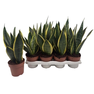 Sansevieria trif. Futura Superba