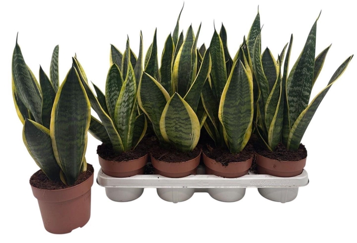 <h4>Sansevieria trif. Futura Superba</h4>