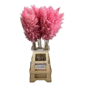 Cortederia Cerise 95 Cm