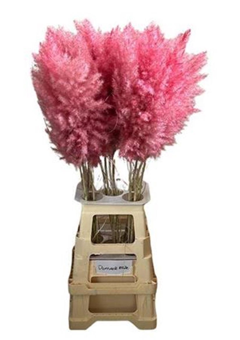 <h4>Cortederia Cerise 95 Cm</h4>