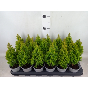 Chamaecyparis thyo. 'Spitsbergen'