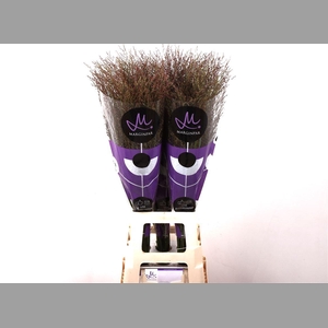 Panic Vi Warrior 90 Cm