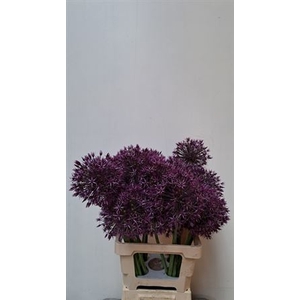 Allium Grootbloemig Atlas