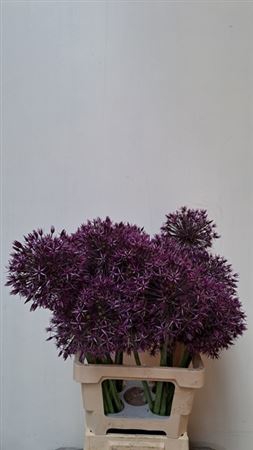 <h4>Allium Grootbloemig Atlas</h4>