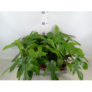 Philodendron   ...