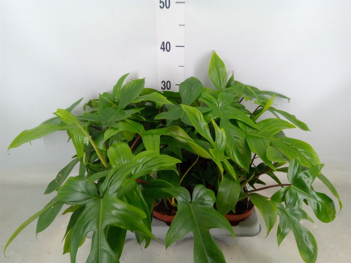 <h4>Philodendron   ...</h4>