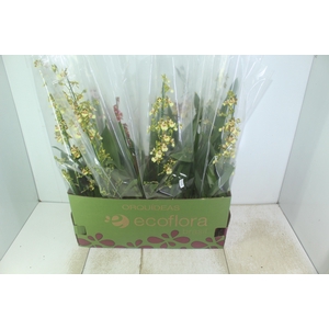 ONCIDIUM VARIADO P15