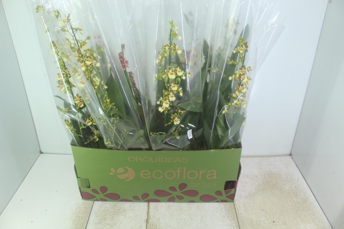 <h4>ONCIDIUM VARIADO P15</h4>