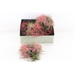 arr3 CP - Till. Ionantha clumb red