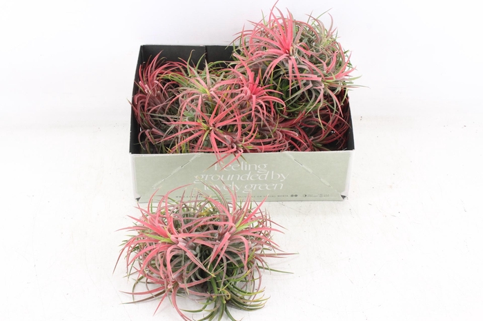 <h4>arr3 CP - Till. Ionantha clumb red</h4>