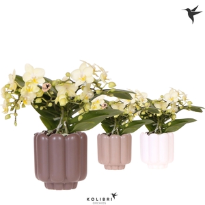 Kolibri Orchids Phalaenopsis Botanic yellow 4 spike in Retro pot sand mix