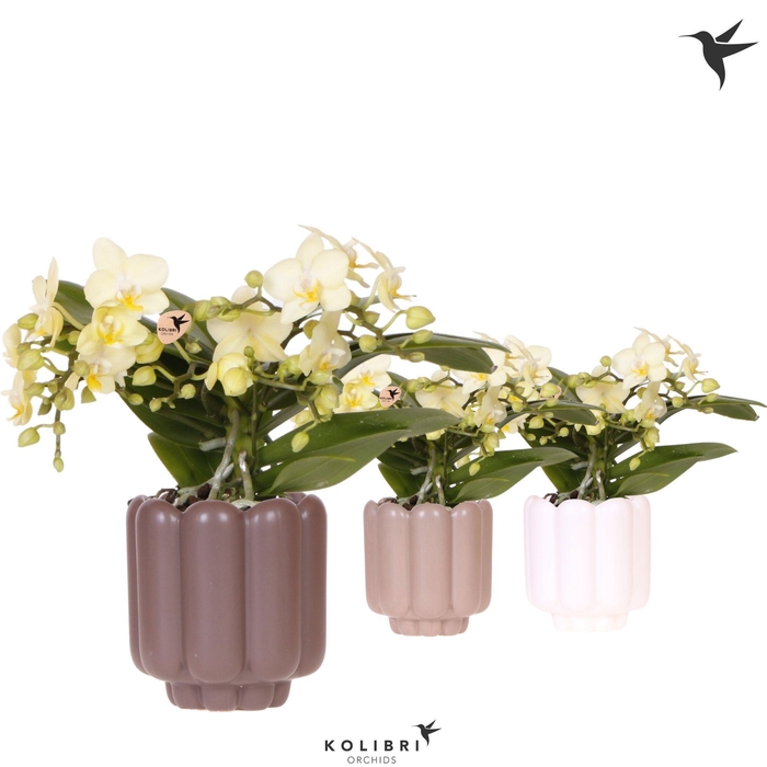 <h4>Kolibri Orchids Phalaenopsis Botanic yellow 4 spike in Retro pot sand mix</h4>