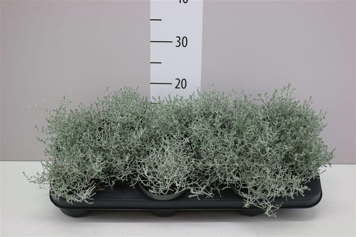 <h4>Calocephalus</h4>