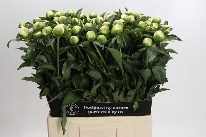 Paeonia Duchesse De Nemours