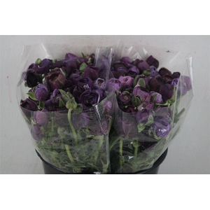 Ran Elegance Lady Jean