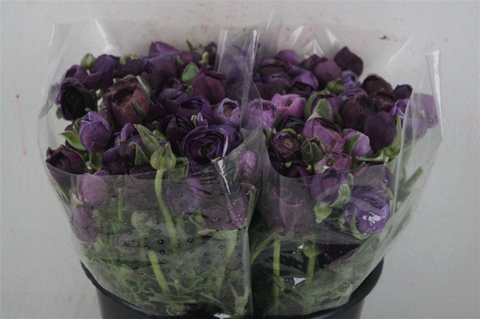 <h4>Ran Elegance Lady Jean</h4>