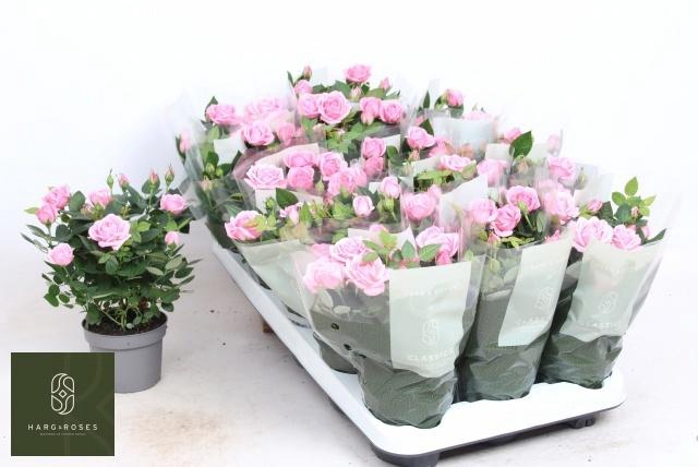 <h4>ROSA KORDANA ELYSIUM</h4>