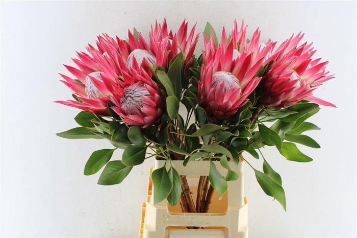 <h4>PROTEA CY MADIBA</h4>