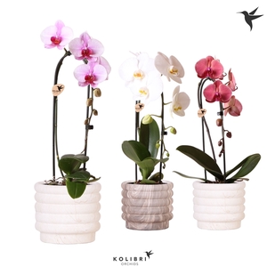 Phalaenopsis Elegant Cascade