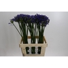 Agapanthus Uri
