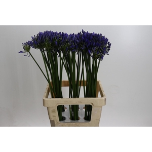 Agapanthus Uri