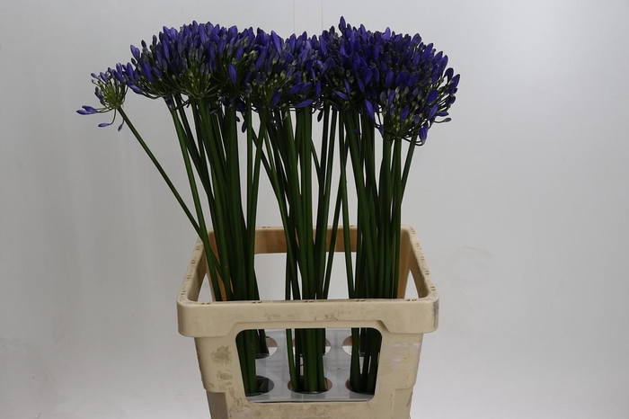 <h4>Agapanthus Uri</h4>