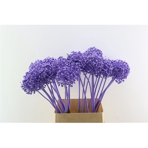 Allium Kbh Milka P St