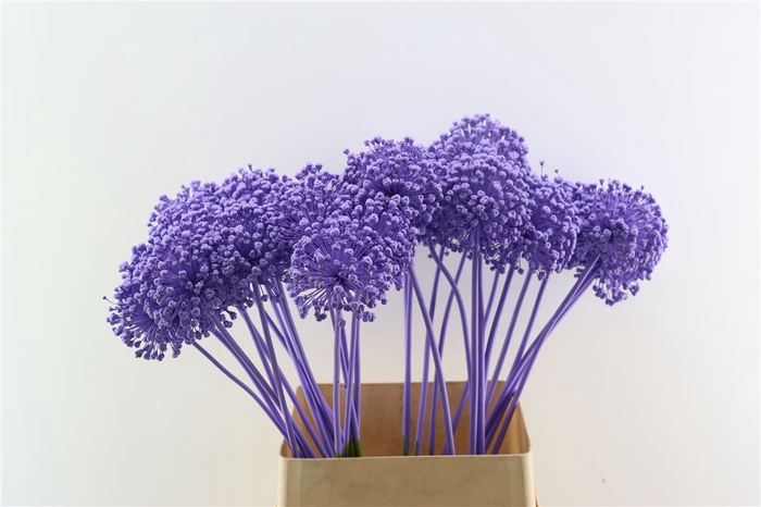 <h4>Allium Kbh Milka P St</h4>