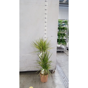 Dracaena marg. 'Sunray'