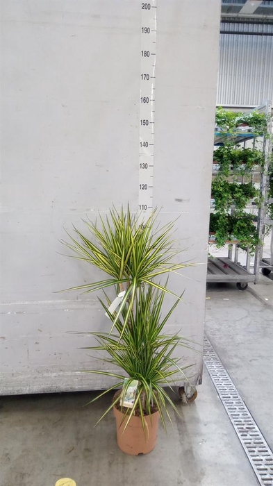 <h4>Dracaena marg. 'Sunray'</h4>
