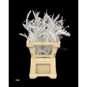 Grevillea Ivanhoe White