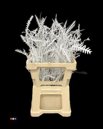 <h4>Grevillea Ivanhoe White</h4>