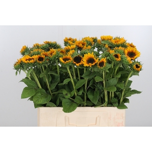 Helianthus An Sonja