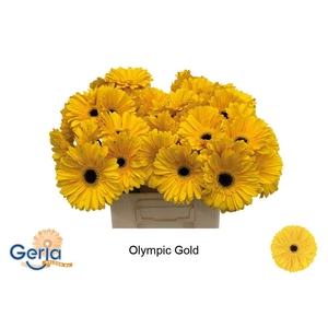 GE GR OLYMPIC GOLD