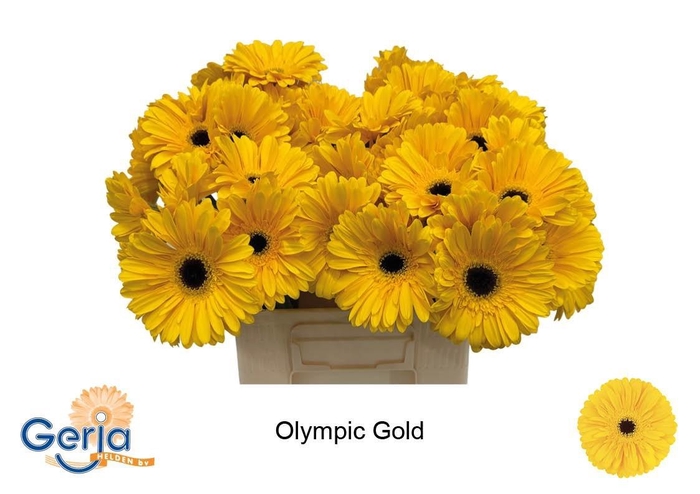 <h4>GE GR OLYMPIC GOLD</h4>