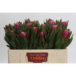 Protea Brenda