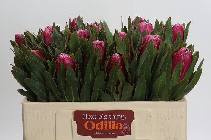 <h4>Protea Brenda</h4>
