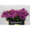 Dahlia Cornel Purple