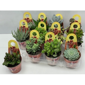 SUCC OV