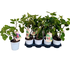 FICUS CARICA