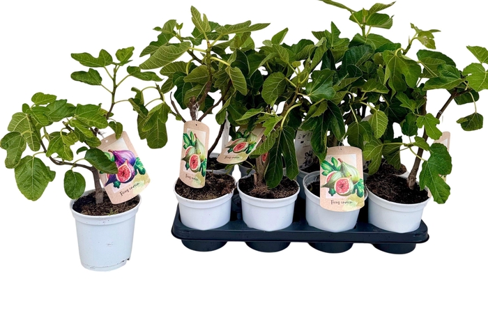 <h4>FICUS CARICA</h4>