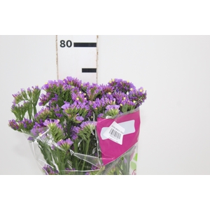 STATICE SINZII LAVENDERISH 080 CM