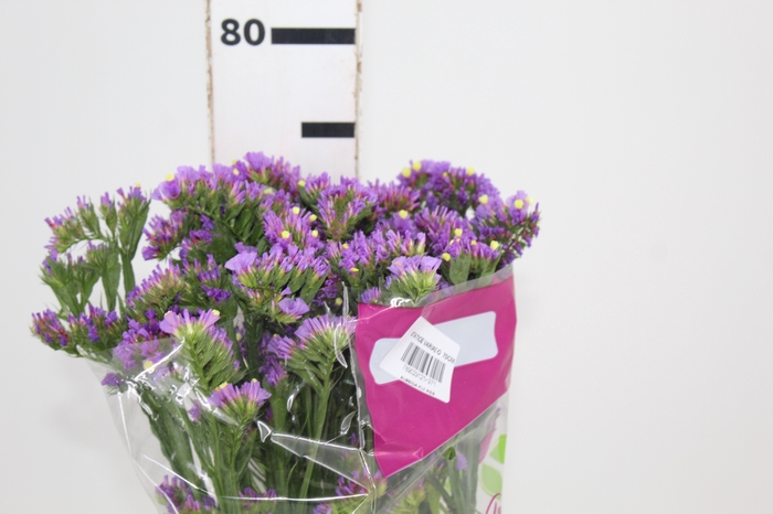 <h4>STATICE SINZII LAVENDERISH 080 CM</h4>