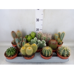 Cactus   ...mix