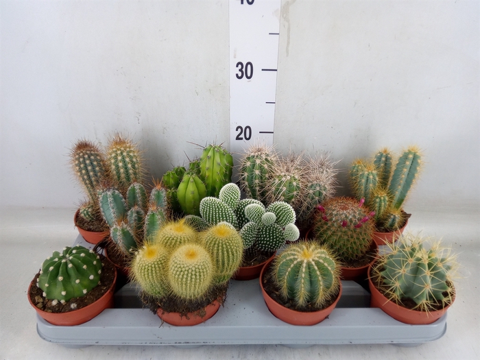 <h4>Cactus   ...mix</h4>