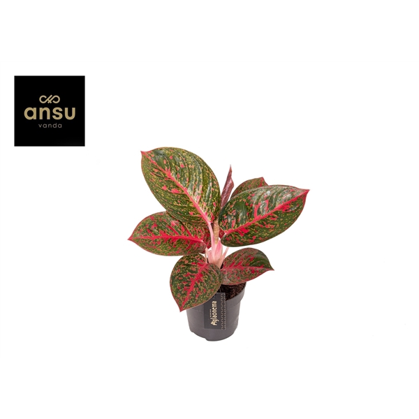 <h4>Aglaonema Red Sprinkles</h4>