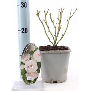 Rosa Sweet Romanza ®