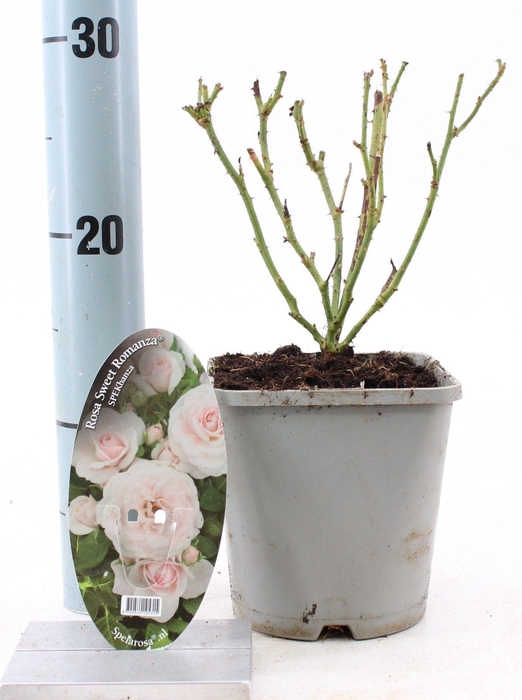 <h4>Rosa Sweet Romanza ®</h4>