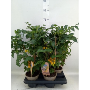 Solanum lycopersicum   ...